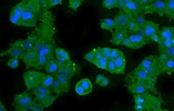 Invitrogen Carbonic Anhydrase II Monoclonal Antibody (10E11) 100 &mu;g;