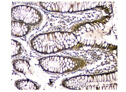 Invitrogen Carbonic Anhydrase II Monoclonal Antibody (10E11) 100 &mu;g;