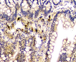 Invitrogen Carbonic Anhydrase II Monoclonal Antibody (10E11) 100 &mu;g;