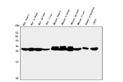 Invitrogen Carbonic Anhydrase II Monoclonal Antibody (10E11) 100 &mu;g;