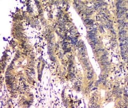 Invitrogen SHP2 Monoclonal Antibody (2E6) 100 &mu;g; Unconjugated:Antibodies,