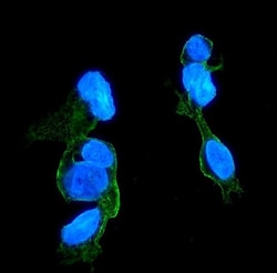 Invitrogen CCR2 Monoclonal Antibody (8C4) 100 &mu;g; Unconjugated:Antibodies,