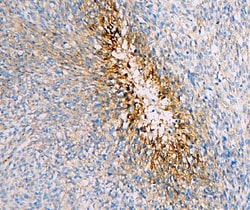 Invitrogen GLUT1 Monoclonal Antibody (10C10) 100 &mu;g; Unconjugated:Antibodies,