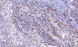 CDK2 Monoclonal Antibody (5B12D1), Invitrogen 100 &mu;g; Unconjugated:Antibodies,