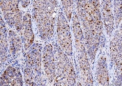 CDK2 Monoclonal Antibody (5B12D1), Invitrogen 100 &mu;g; Unconjugated:Antibodies,