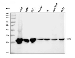 CDK2 Monoclonal Antibody (5B12D1), Invitrogen 100 &mu;g; Unconjugated:Antibodies,