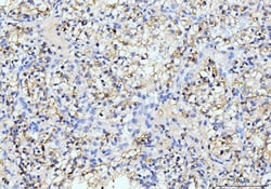 Invitrogen ITCH Monoclonal Antibody (5E12) 100 &mu;g; Unconjugated:Anticorps,