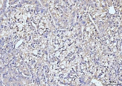 Invitrogen ITCH Monoclonal Antibody (5E12) 100 &mu;g; Unconjugated:Anticorps,