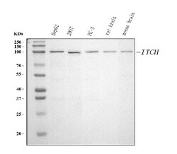 Invitrogen ITCH Monoclonal Antibody (5E12) 100 &mu;g; Unconjugated:Anticorps,