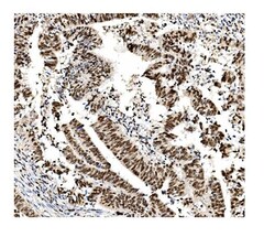 Invitrogen MCM2 Monoclonal Antibody (11C4) 100 &mu;g; Unconjugated:Antibodies,