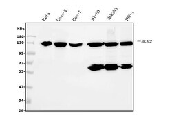 Invitrogen MCM2 Monoclonal Antibody (11C4) 100 &mu;g; Unconjugated:Antibodies,