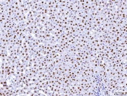 Invitrogen HNF4A Monoclonal Antibody (6C8E9) 100 &mu;g | Buy Online | Invitrogen&trade; | Fisher Scientific