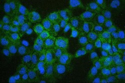 Invitrogen COMT Monoclonal Antibody (15C10) 100 &mu;g; Unconjugated:Antibodies,
