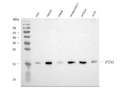 Invitrogen PIN1 Monoclonal Antibody (5E5) 100 &mu;g; Unconjugated:Antibodies,