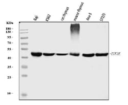 Invitrogen eIF3e Monoclonal Antibody (10F5H6) 100 &mu;g; Unconjugated:Antibodies,