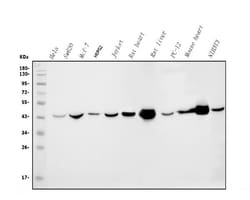 Invitrogen IDH2 Monoclonal Antibody (2D4) 100 &mu;g; Unconjugated:Antibodies,