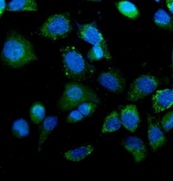 Invitrogen IDH2 Monoclonal Antibody (6B13) 100 &mu;g; Unconjugated:Antibodies,