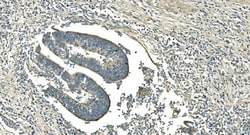 Invitrogen IDH2 Monoclonal Antibody (6B13) 100 &mu;g; Unconjugated:Antibodies,