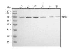 Invitrogen XRCC1 Monoclonal Antibody (10E10) 100 &mu;g; Unconjugated:Antibodies,