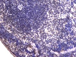 Invitrogen EWSR1 Monoclonal Antibody (4B4) 100 &mu;g; Unconjugated:Antibodies,