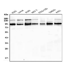 Invitrogen EWSR1 Monoclonal Antibody (4B4) 100 &mu;g; Unconjugated:Antibodies,