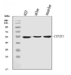 Invitrogen CYP2E1 Monoclonal Antibody (2C7G1) 100 &mu;g; Unconjugated:Antibodies,