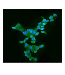 Invitrogen APOBEC3G Monoclonal Antibody (6C2) 100 &mu;g; Unconjugated:Antibodies,