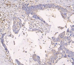 Invitrogen APOBEC3G Monoclonal Antibody (6C2) 100 &mu;g; Unconjugated:Antibodies,