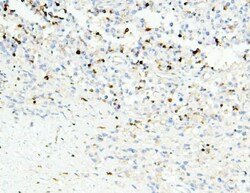 Invitrogen APOBEC3G Monoclonal Antibody (6C2) 100 &mu;g; Unconjugated:Antibodies,