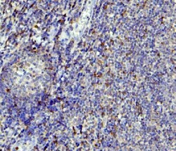 Invitrogen APOBEC3G Monoclonal Antibody (6C2) 100 &mu;g; Unconjugated:Antibodies,