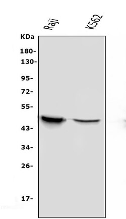Invitrogen APOBEC3G Monoclonal Antibody (6C2) 100 &mu;g; Unconjugated:Antibodies,