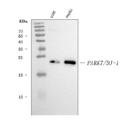 Invitrogen DJ-1 Monoclonal Antibody (4B10) 100 &mu;g; Unconjugated:Antibodies,