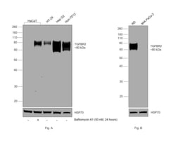 Invitrogen TGFBR2 Monoclonal Antibody (2F11) 100 &mu;g; Unconjugated:Antibodies,