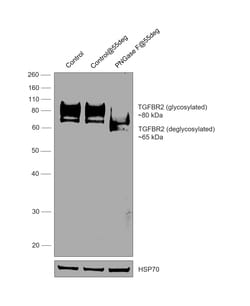 Invitrogen TGFBR2 Monoclonal Antibody (2F11) 100 &mu;g; Unconjugated:Antibodies,