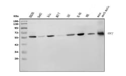 Invitrogen RBPJ Monoclonal Antibody (6G4) 100 &mu;g; Unconjugated:Antibodies,