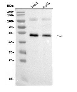 Invitrogen Fibrinogen gamma Monoclonal Antibody (5H9) 100 &mu;g | Buy Online | Invitrogen&trade; | Fisher Scientific