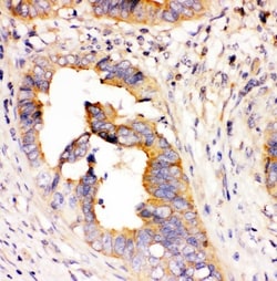Invitrogen DHFR Monoclonal Antibody (3C8) 100 &mu;g; Unconjugated:Antibodies,