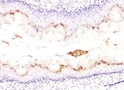 Invitrogen DHFR Monoclonal Antibody (3C8) 100 &mu;g; Unconjugated:Antibodies,