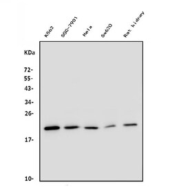 Invitrogen DHFR Monoclonal Antibody (3C8) 100 &mu;g; Unconjugated:Antibodies,