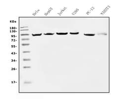 Invitrogen EEF2 Monoclonal Antibody (5F5) 100 &mu;g; Unconjugated:Antibodies,
