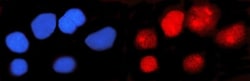 Invitrogen IFI16 Monoclonal Antibody (2I3D7) 100 &mu;g; Unconjugated:Antibodies,