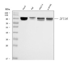 Invitrogen IFI16 Monoclonal Antibody (2I3D7) 100 &mu;g; Unconjugated:Antibodies,