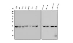 Invitrogen GNAQ Monoclonal Antibody (13H4) 100 &mu;g; Unconjugated:Antibodies,