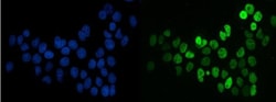 Invitrogen SF1 Monoclonal Antibody (2F5D10) 100 &mu;g; Unconjugated:Antibodies,