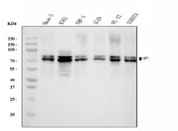 Invitrogen SF1 Monoclonal Antibody (2F5D10) 100 &mu;g; Unconjugated:Antibodies,