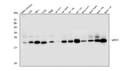 Invitrogen GPX1 Monoclonal Antibody (8B10) 100 &mu;g; Unconjugated:Antibodies,