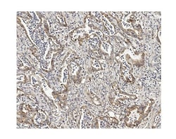 Invitrogen MUT Monoclonal Antibody (2D6) 100 &mu;g; Unconjugated:Antibodies,