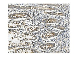 Invitrogen MUT Monoclonal Antibody (2D6) 100 &mu;g; Unconjugated:Antibodies,