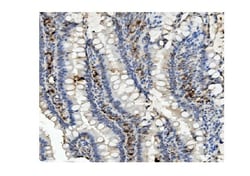Invitrogen MUT Monoclonal Antibody (2D6) 100 &mu;g; Unconjugated:Antibodies,