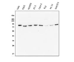 Invitrogen MUT Monoclonal Antibody (2D6) 100 &mu;g; Unconjugated:Antibodies,